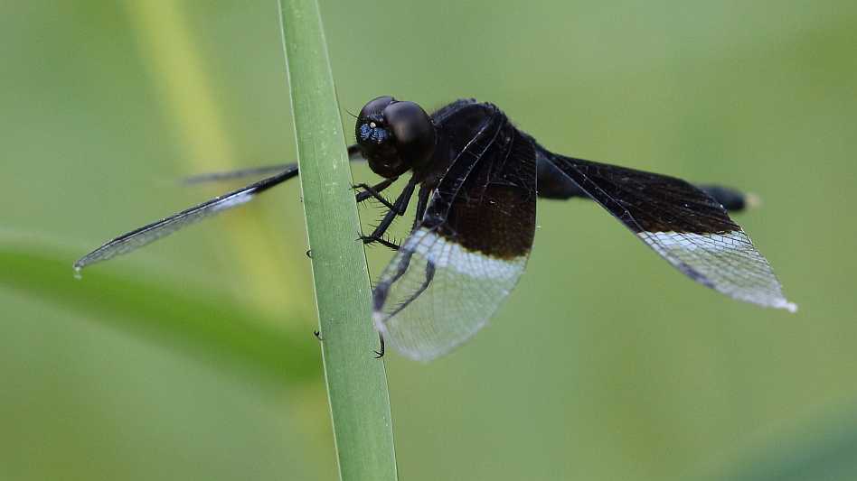 J19_9247 Neurothemis tullia male.JPG